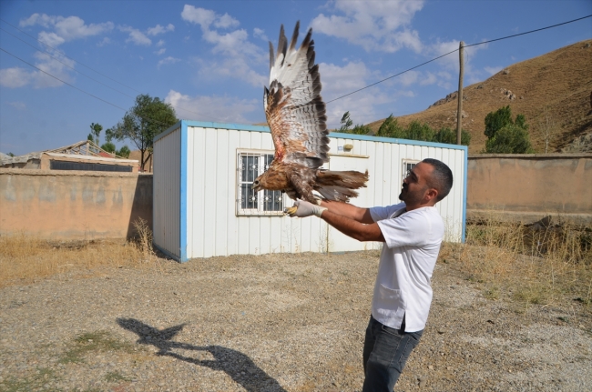 Hakkari'de veteriner hekim yabani hayvanlara şifa dağıtıyor